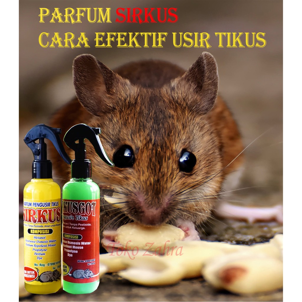 Cara Agar Tikus Tidak Datang Lagi