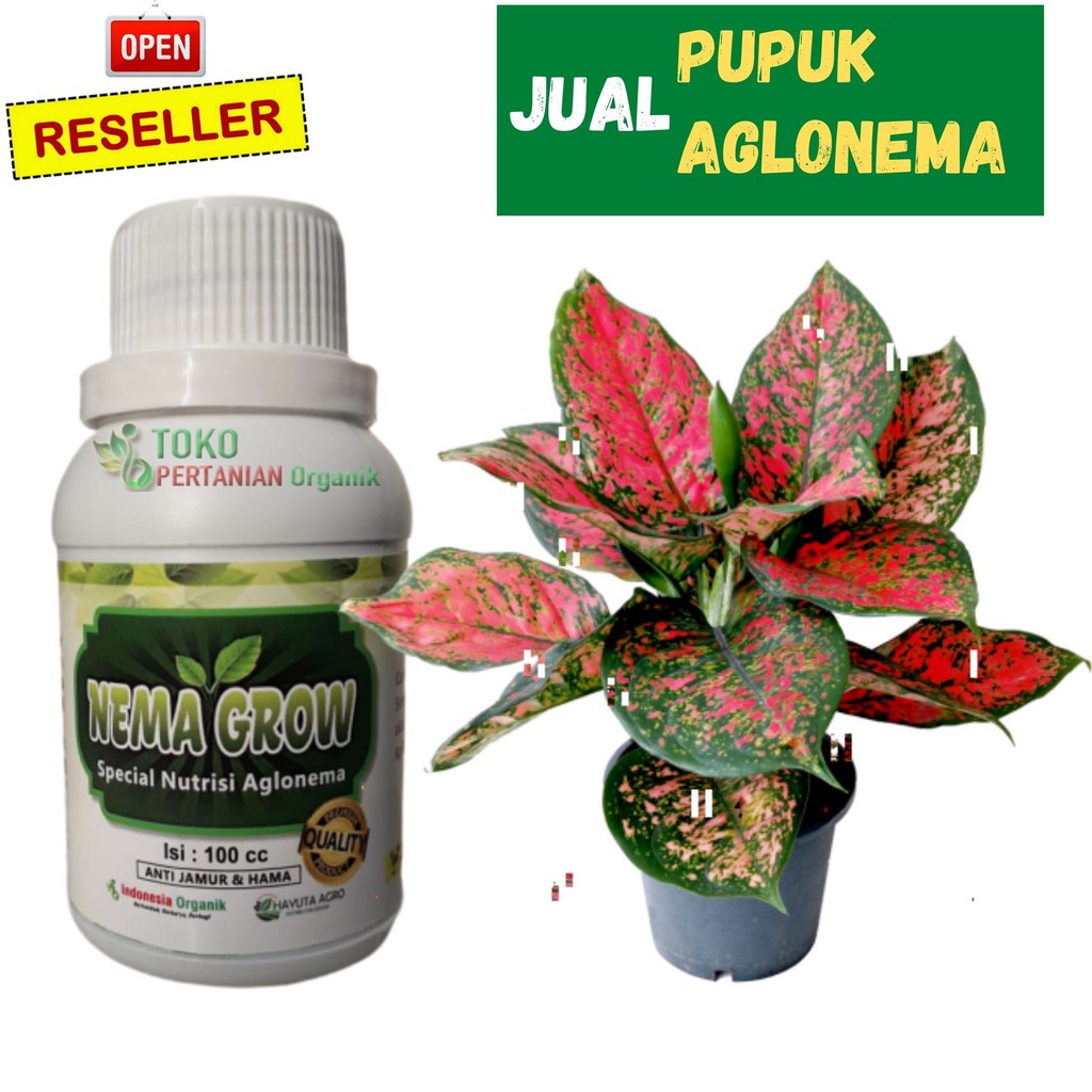 Pupuk Daun Nema Grow Cocok Untuk Aglonema, Pupuk Bunga Aglonema Terbaik |  Shopee Indonesia