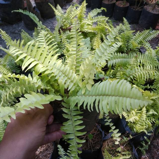 Pohon Pakis Kelabang/Tanaman Paku Pakis Kelabang | Shopee Indonesia