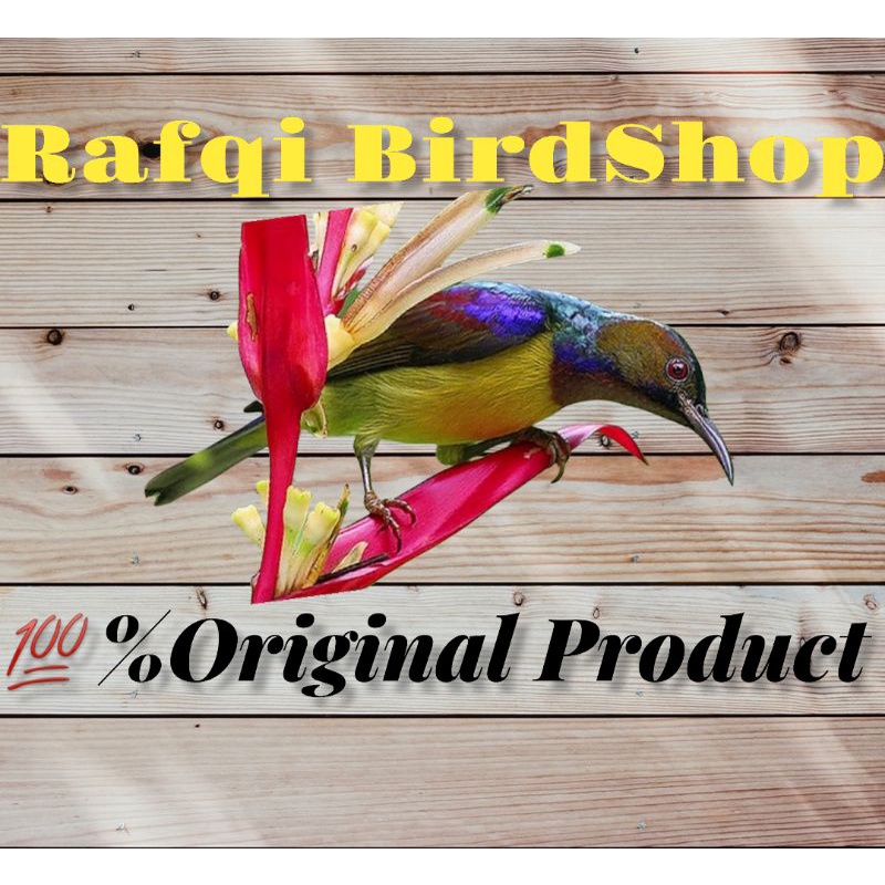 Burung Kolibri Kelapa Jantan Rawatan Rp150,000 800_X_800_jpg