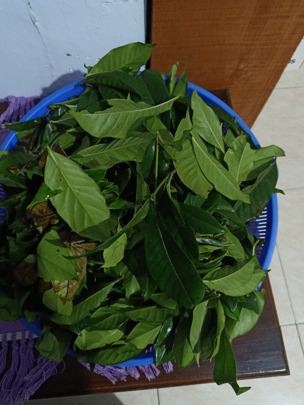 DAUN KACA PIRING CEPIRING CEPLOK PIRING CEMPIRING SEGAR 500 grm | Shopee  Indonesia