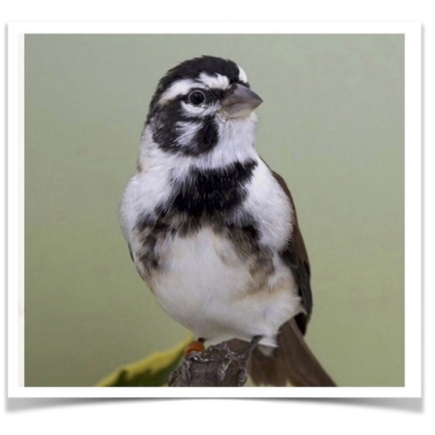 Jual Burung Kenari Panda Jantan Banyak Pilihan Indonesia|Shopee Indonesia 863_X_863_jpg