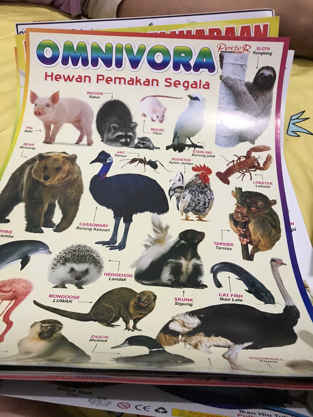 Poster Hewan Omnivora | Shopee Indonesia