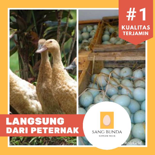 Jual Telur Bebek mentah. Segar, fresh langsung dari peternak.  Indonesia|Shopee Indonesia