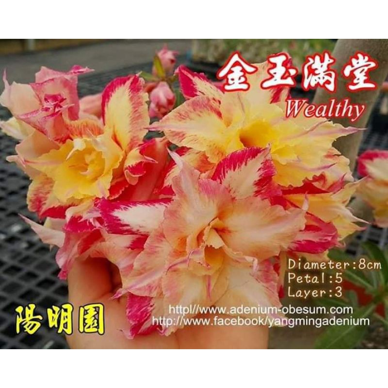 Jual Adenium Bunga Tumpuk &ldquo;Wealthy&rdquo; Indonesia|Shopee Indonesia
