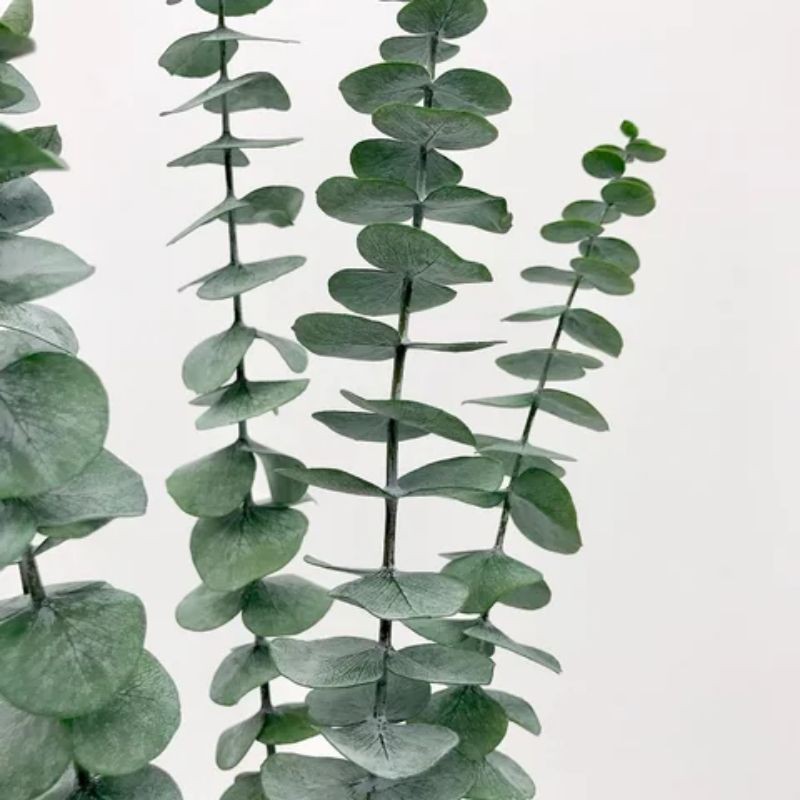 DAUN EUCALYPTUS /PENGHIAS BUNGA /****daun eucalyptus **** | Shopee Indonesia