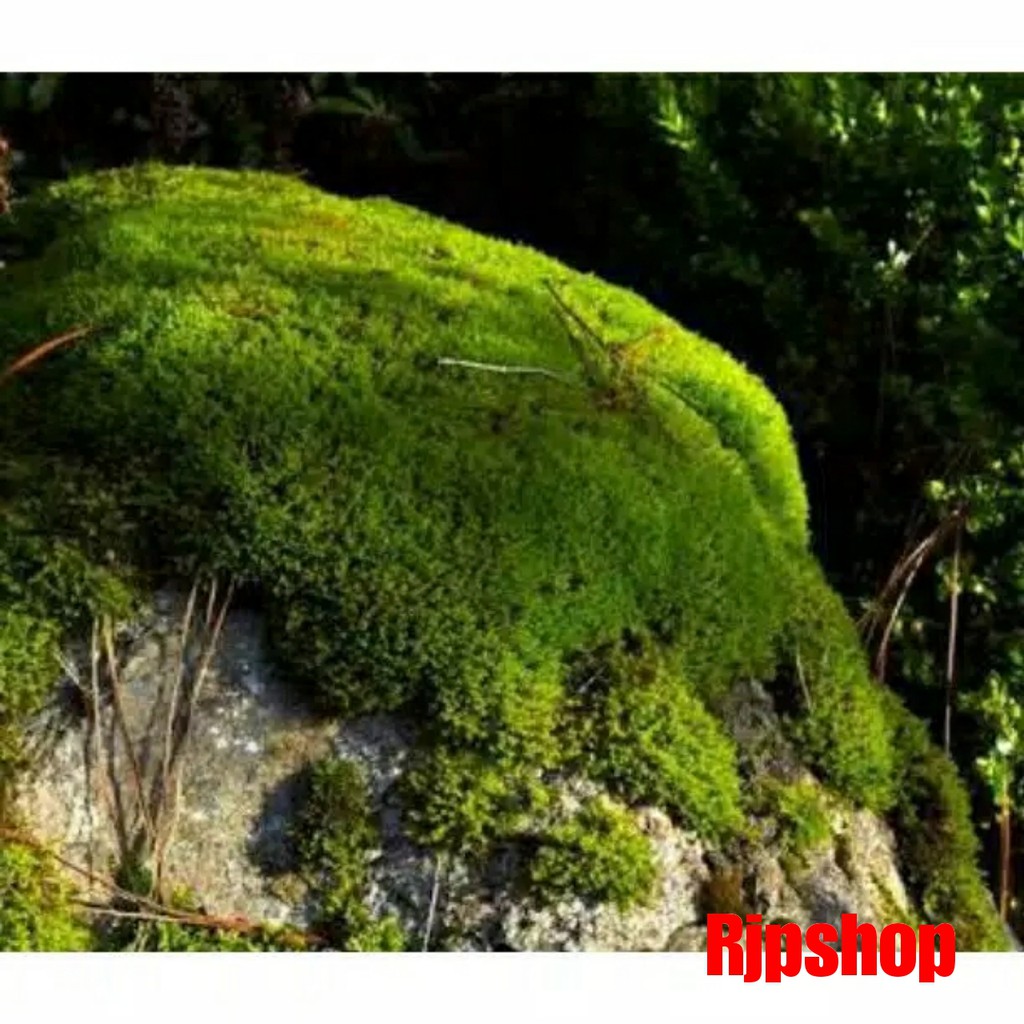 LUMUT HIDUP / FOREST MOSS Cover Bonsai dll [ 250 gr ] | Shopee Indonesia