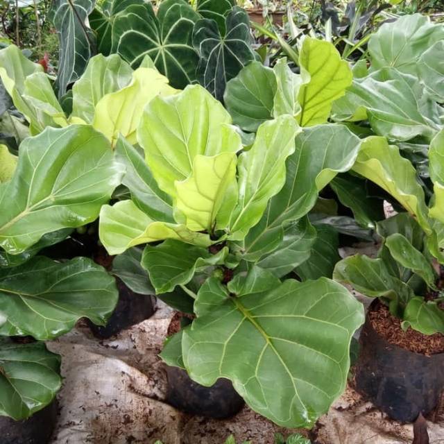 Pohon ketapang biola cantik - tanaman biola cantik - tanaman hias biola  cantik - ketapang biola | Shopee Indonesia