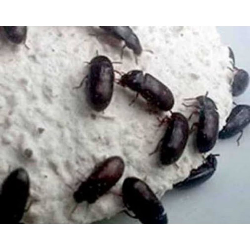 Jual Semut Jepang isi 60, 100, 150, dan 200 ekor Indonesia|Shopee Indonesia