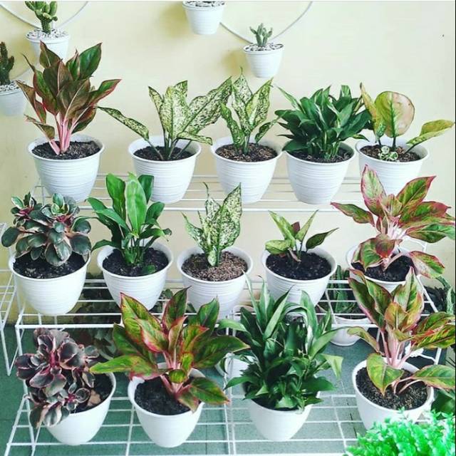 Jual Rak Bunga Minimalis Model Tangga 3 Susun Rata Indonesia|Shopee Indonesia 640_X_640_jpg