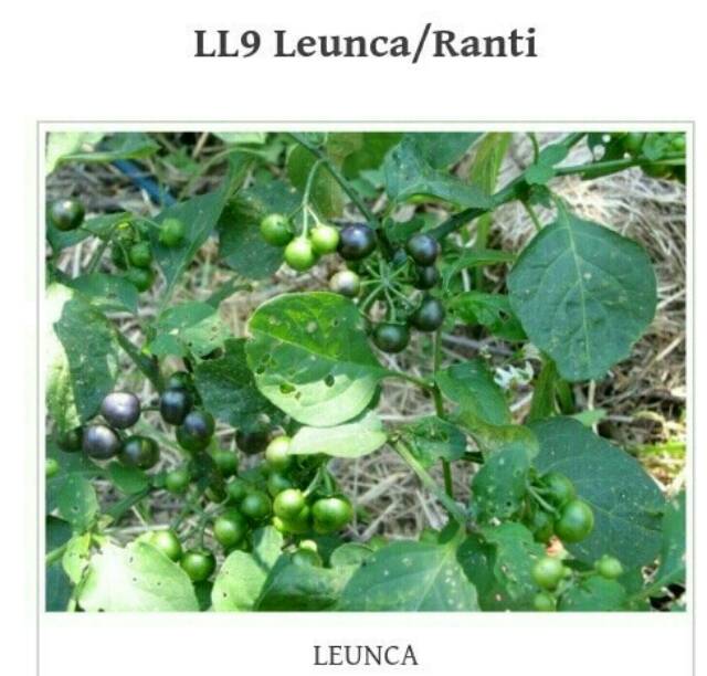 Benih Leunca 100 biji Seribu Rupiah dll | Shopee Indonesia