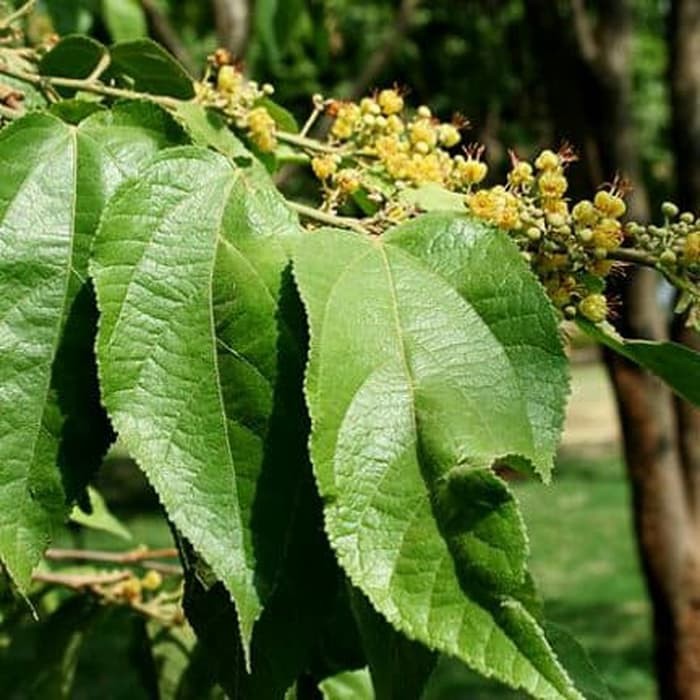 Jual Bibit Tanaman Herbal Pohon Jati Belanda Indonesia|Shopee Indonesia 700_X_700_jpg