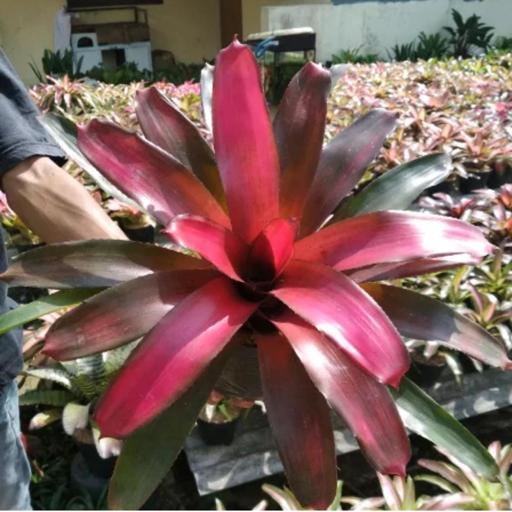 Bibit Tanaman Bromelia Merah Bibit Bunga Bromelia Merah Langka Unik |  Shopee Indonesia