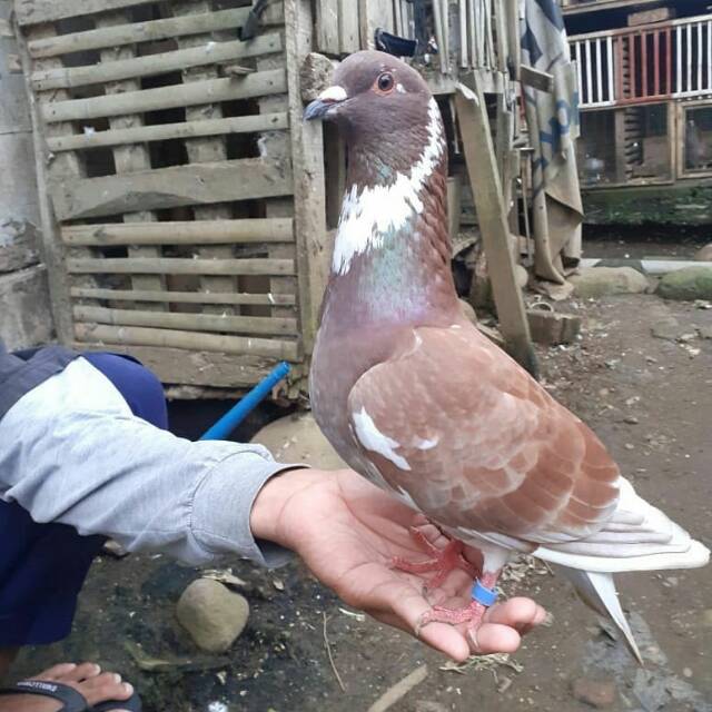 Jual Burung Dara Merpati Hidup Jantan Size Indukan Indonesia|Shopee Indonesia 640_X_640_jpg