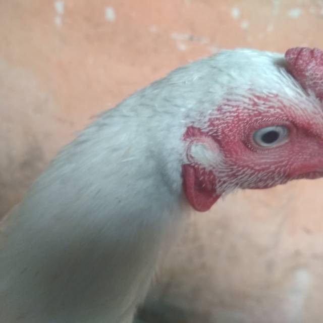 Jual Ayam Putih Mulus Mata Putih Paruh Putih Kaki Putih Jantan  Indonesia|Shopee Indonesia