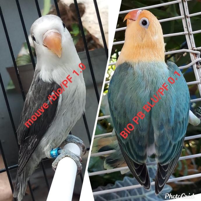 Harga Lovebird Pf Terbaru Januari 2022 | Biggo Indonesia 690_X_690_jpg
