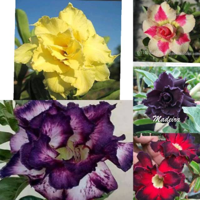 Jual Adenium tumpuk paket isi 5 batang Indonesia|Shopee Indonesia