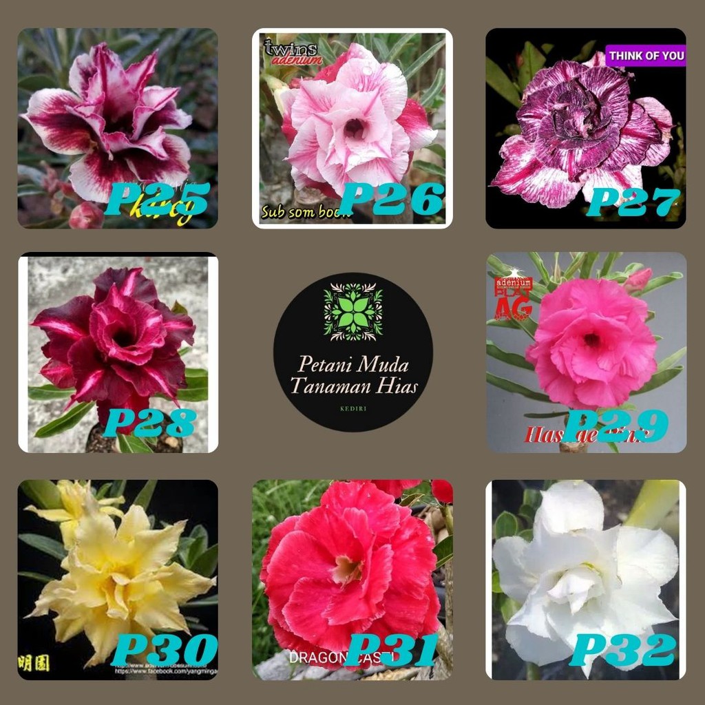 Ready Adenium Bunga Tumpuk Hasil Grafting Bukan Obesum Biasa Kamboja Jepang  Ukuran Size A Order | Shopee Indonesia