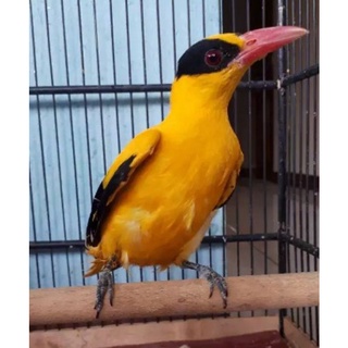 5Aci4Wre_Z3Tom 320_x_320_jpg