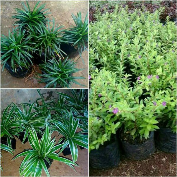 Paket Tanaman Hias Perdu Untuk Taman murah | Shopee Indonesia