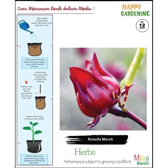 Jual bibit biji benih tanaman the rosella merah isi 12butir  Indonesia|Shopee Indonesia