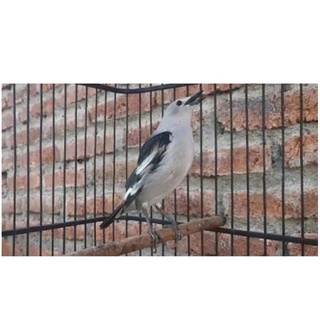 Jual Burung Jalak Kapas Indonesia|Shopee Indonesia 320_X_320_jpg