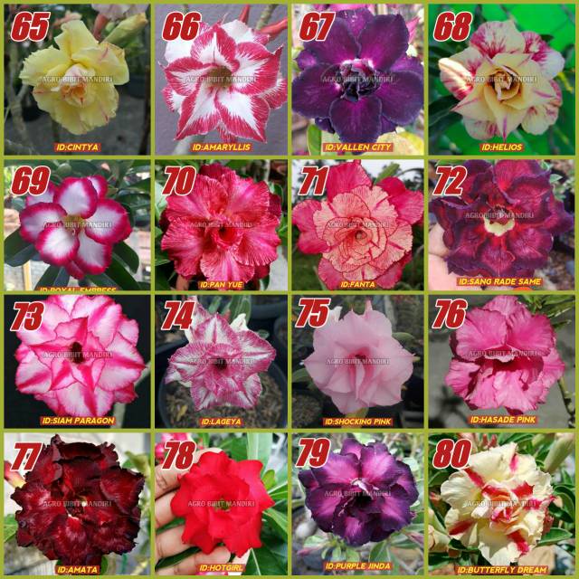 Jual TANAMAN HIAS BUNGA ADENIUM/KAMBOJA JEPANG SIZE A bonggol 3-5cm  Indonesia|Shopee Indonesia
