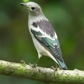 Jual New01 Burung Jalak Kapas Sutra Bahan Pilihan Bukan Kebo Indonesia|Shopee Indonesia 360_X_360_jpg