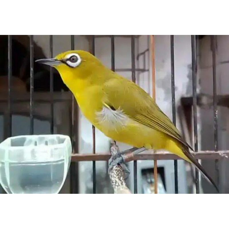 Jual Pleci Dakun Pacitan.jaminan Jantan Rawatan Indonesia|Shopee Indonesia 800_x_800_jpg