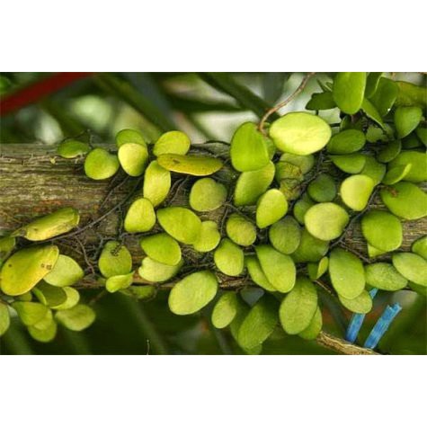 Daun Sisik Naga Segar 200 grm | Shopee Indonesia