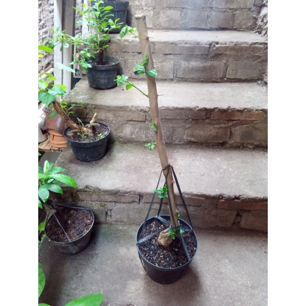 bahan bonsai landepan bogel | Shopee Indonesia
