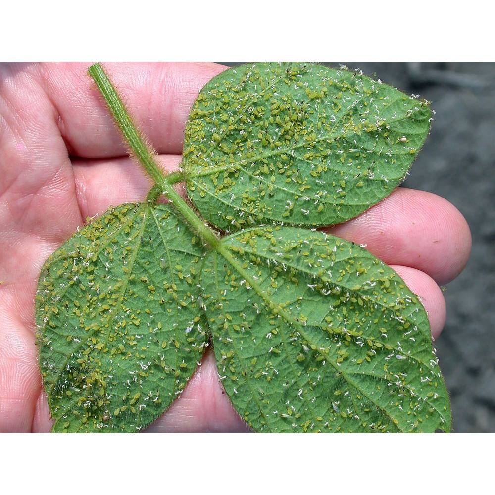 Jual Pestisida Pembasmi Ulat, Pestisida Organik Hama Cabe MONSTER MAX, Obat  Hama Tanaman Kutu Putih Indonesia|Shopee Indonesia