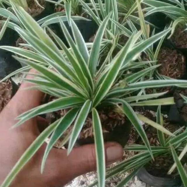 Tanaman Hias Lily Paris/Lili Paris Rikmo Putri | Shopee Indonesia