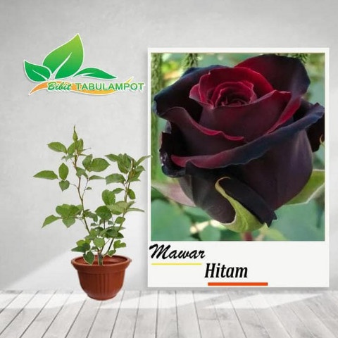 Harga Bunga Mawar Hitam Hidup Terbaru Oktober 2021 | BigGo Indonesia