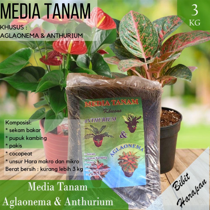 Media Tanam Aglaonema Anthurium Sekam Bakar Pupuk Kambing Cocopeat | Shopee  Indonesia