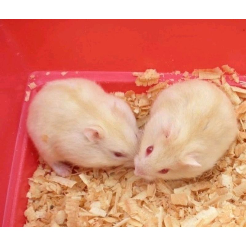 Jual Hamster winter white golden (JABODETABEK) Indonesia|Shopee Indonesia