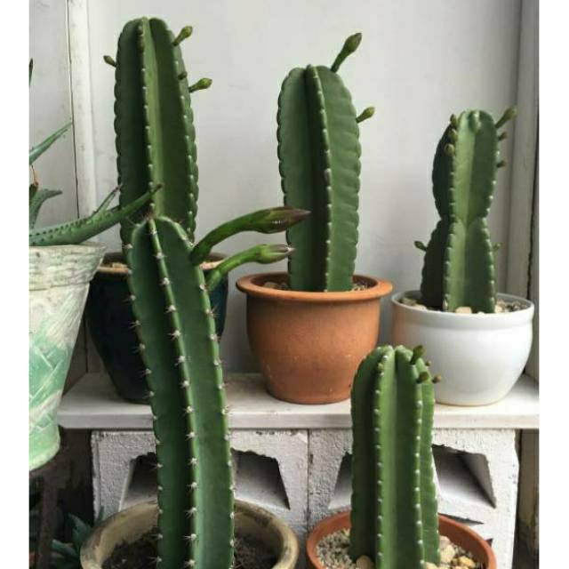 kaktus belimbing kaktus peruvian BERDURI 30cm / 40cm | Shopee Indonesia