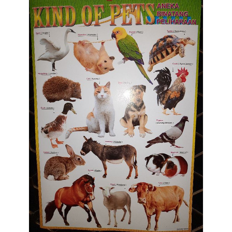 Poster Edukasi Anak Pets Gambar Binatang Peliharaan Mengenal Berbagai Macan  Hewan piaraan jinak | Shopee Indonesia