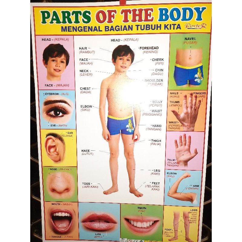 Poster Anak Edukasi Mengenal Bagian Tubuh Berwarna dengan Bahasa Inggris |  Shopee Indonesia