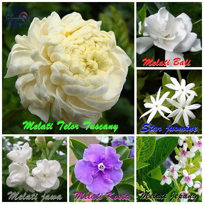 BUNGA MELATI PAKET 6 POHON MELATI TELOR MELATI BALI MELATI JAWA MELATI  JEPANG MELATI COSTA | Shopee Indonesia