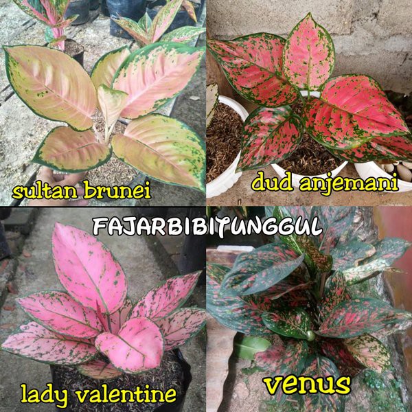 Jual Harga Grosir Paket 4 jenis bunga aglonema sultan brunei-lady  valentine-dut anjemani-venus Indonesia|Shopee Indonesia