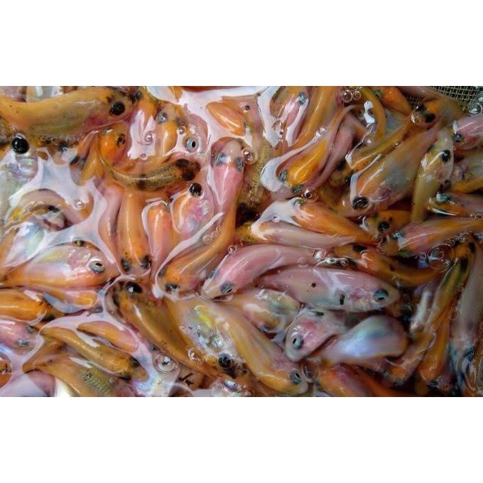100 ekor Bibit Ikan Nila Merah Gesit dan Pakan 1KG ukuran 6 -9 cm | Shopee  Indonesia