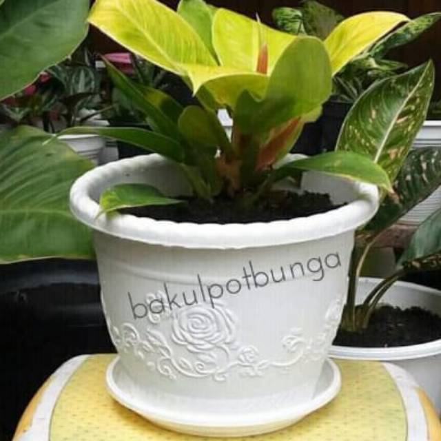 Pot Bunga Shallom Glory 20 Set Tatakan Alas Pot | Shopee Indonesia