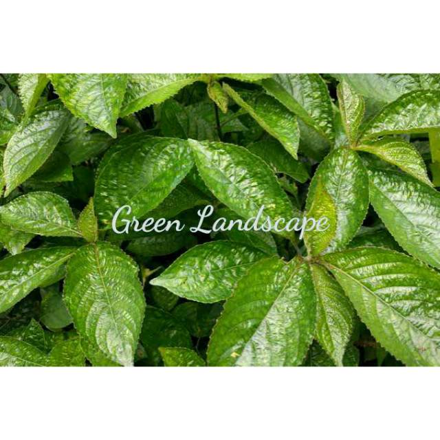 Daun keji beling/kaca beling | Shopee Indonesia