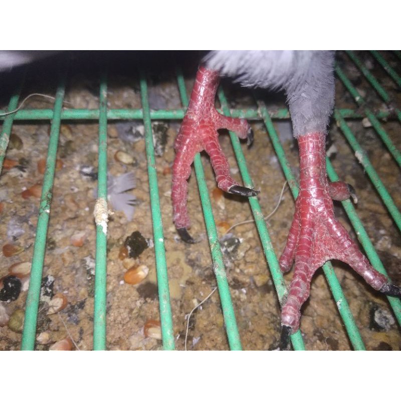 Jual Burung Dara Giring Indonesia|Shopee Indonesia 800_X_800_jpg