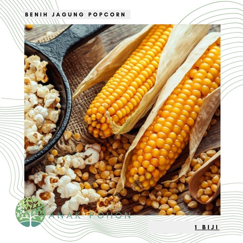 Benih / Bibit / Biji - Jagung Popcorn (SUPER QUALITY) Seeds - IMPORT |  Shopee Indonesia