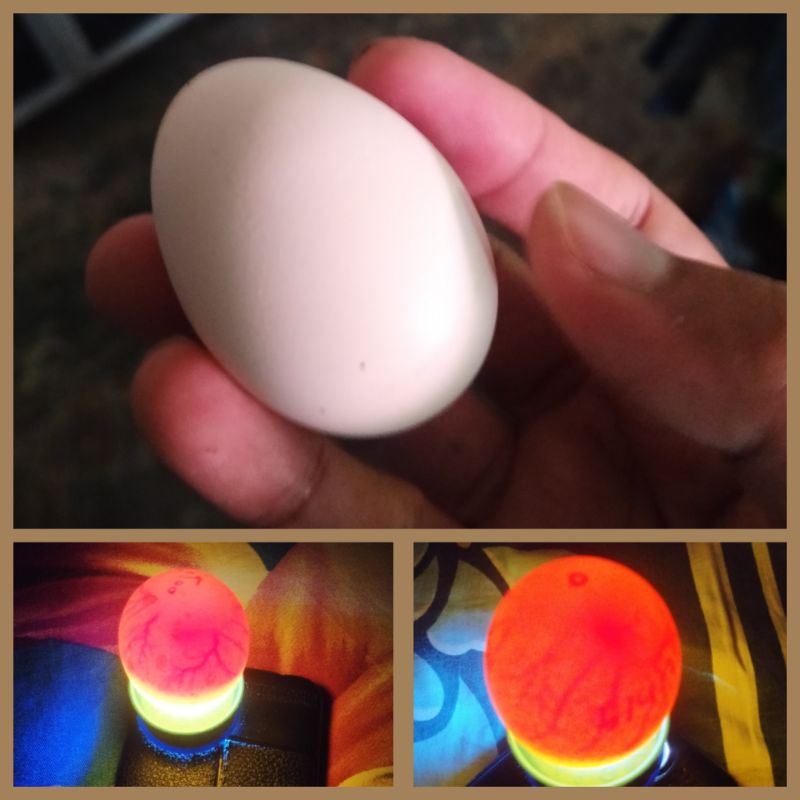 Harga Telur Fertil Ayam Kub Terbaru Oktober 2021 | BigGo Indonesia