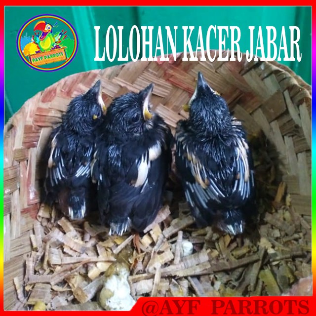 Jual Lolohan Kacer Poci Satu Sarang Isi 3 Cocok Untuk Di Latih Masteran Indonesia|Shopee Indonesia 640_X_640_jpg
