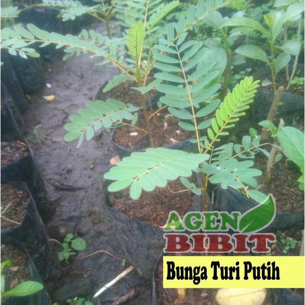 BIBIT POHON BUNGA TURI PUTIH - TANAMAN KEMBANG TURI - DAUN OBAT HERBAL  BIBIT TANAMAN! | Shopee Indonesia
