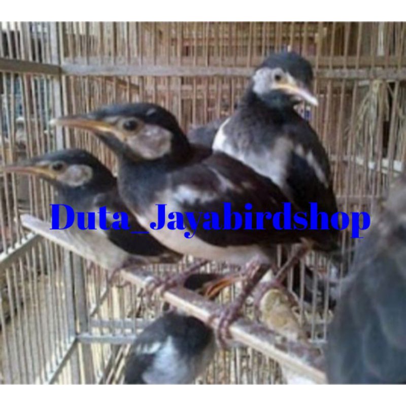 Jual Burung Jalak Anakan(Lolohan/Mandiri)Pilihan Jantan Indonesia|Shopee Indonesia 800_X_800_jpg